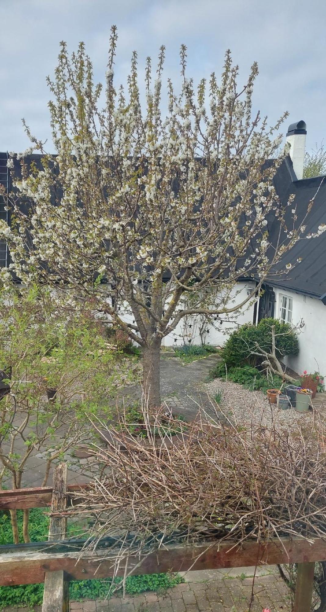 Bjerred B&B Bjärred Eksteriør billede